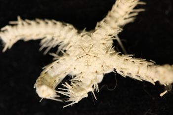 Media type: image;   Invertebrate Zoology OPH-2047